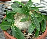 Pachypodium brevicaule