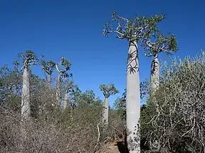 Trockenwälder von Andrefana