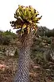 Pachypodium namaquanum