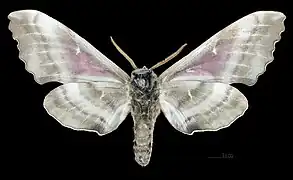 Pachysphinx modesta männlich △ Ventralansicht