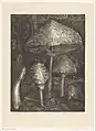 Paddenstoelen