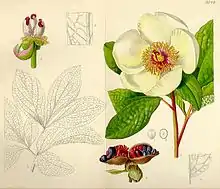 Paeonia daurica subs. tomentosa, Tafel 9259 (1931)