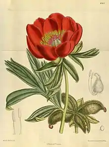 Paeonia peregrina, Tafel 8742 (1918)