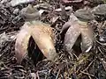 Großer Nest-ErdsternGeastrum fornicatum