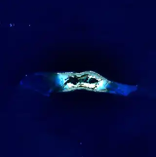 Satellitenbild des Palmyra-Atolls