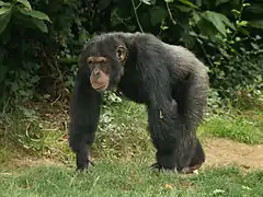 Gemeiner Schimpanse (Pan troglodytes)