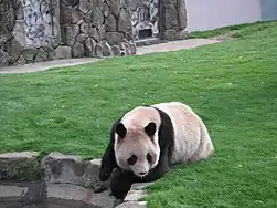 Panda vor Wasserstelle