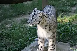 Schneeleopard