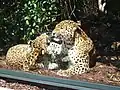 Nordchinesische Leoparden