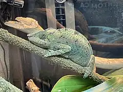 Pantherchamäleon (Furcifer pardalis)