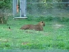 Sri-Lanka-Leopard (Panthera pardus kotiya)