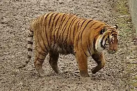 Malaysia-Tiger (Panthera tigris jacksoni)