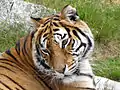 Tiger im Tierpark