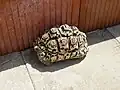 Pantherschildkröte