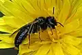 Panurgus banksianus