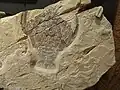 Zehnfußkrebs (Panzerkrebs) Soleryon schorri