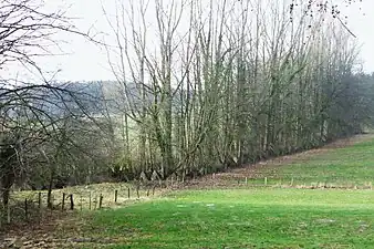 Panzersperren bei Aachen-Köpfchen, Relikte des Westwalles