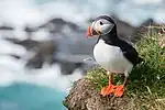 Funk Island