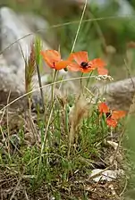 Papaver apulum