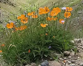 Ziegelroter Mohn (Papaver lateritium)