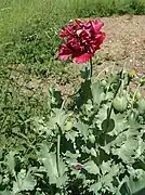 Schlafmohn