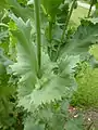 Halbstängelumfassender Blattgrund beim Schlafmohn (Papaver somniferum)