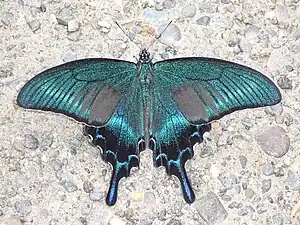 Papilio maackii