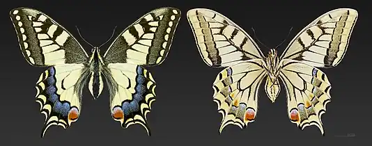 ♀ Oberseite (L) Unterseite (R),