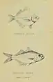 Parambassis ranga Hamilton, 1822 & Chanda nama Hamilton, 1822 illustriert von Reginald Beavan