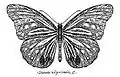 Parantica nilgiriensis