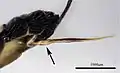 Ovipositor mit ventraler Verdickung der unteren Valven