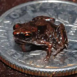 Paedophryne amauensis (Kleinstes Wirbeltier der Welt)