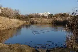 Teich