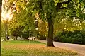 Die Allee des großen Feldes