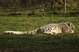 Schneeleopard (Panthera uncia)