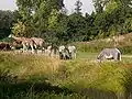 Zebras, Giraffen und Watussirinder