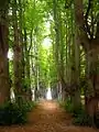Allee in der Mittelachse