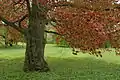 Rotbuche im Schlossgarten