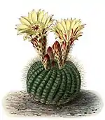 Parodia concinna