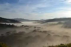 Nebel im Araukarienwald