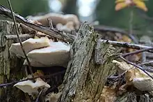 Foto eines Fruchtkörpers zwischen Totholzresten