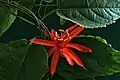 Passiflora cultivar