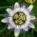 Blaue Passionsblume mit fädigem Strahlenkranz