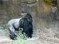 Westlicher Gorilla, Männchen