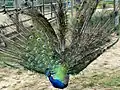 19 Pavão (Pfau) 73-74-75-76