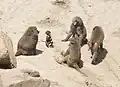 Paviane