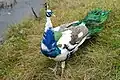 Hahn des Blau gescheckten Pfaus (Pavo cristatus mut. pied)