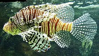Pazifischer Rotfeuerfisch