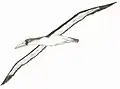 Rekonstruktion des Flugbilds von Pelagornis chilensis