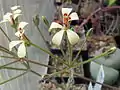 Blüten